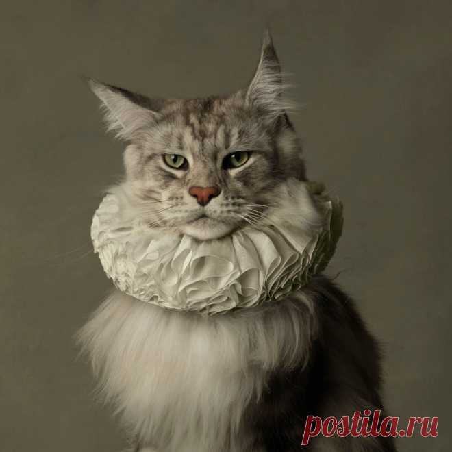 Maine Coon