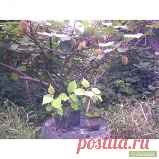 Продам: саженцы киви, купить: саженцы киви, Закарпатская обл — Agro-Ukraine