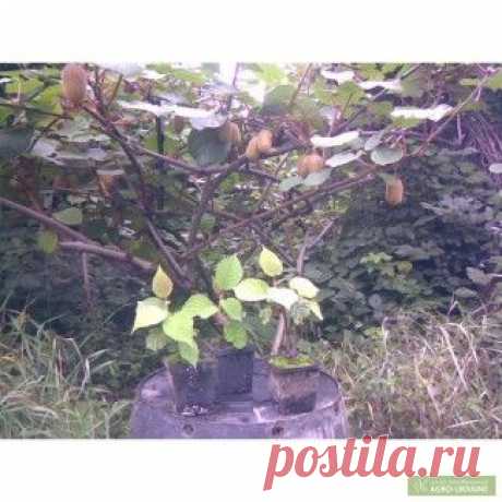 Продам: саженцы киви, купить: саженцы киви, Закарпатская обл — Agro-Ukraine