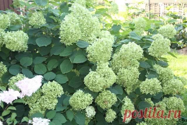 Как правильно обрезать гортензию метельчатую? - Садоводка