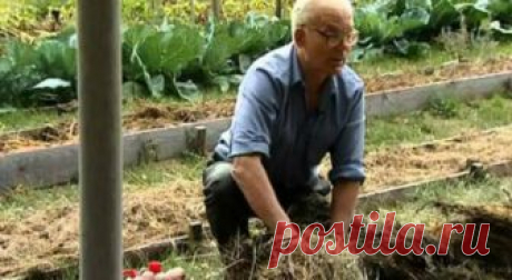Умный огород Замяткина: участок не знает лопаты уже 20 лет