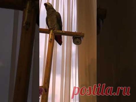 Тимоша разговорился🦜Надеюсь, вам не будет скучно😊