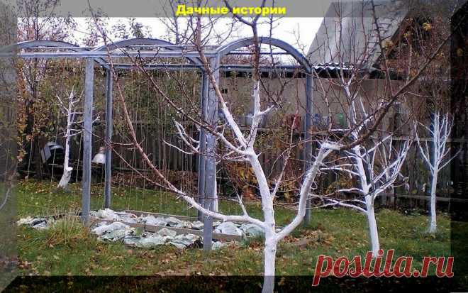 Обязательные позднеосенние работы в плодовом саду и самая важная осенняя подкормка плодовых деревьев | Дачные истории | Дзен