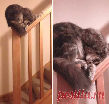 Почему я не очень люблю котов?