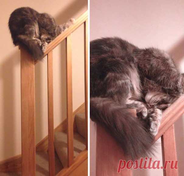 Почему я не очень люблю котов?