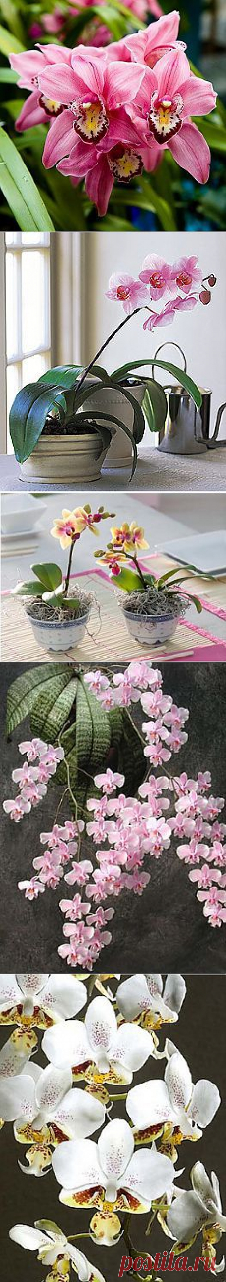 Божественные орхидеи.