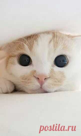Furry Friends: 5 Signs That Your Cat Loves You