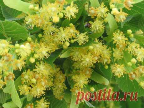 Цветки липы для похудения! Рецепты настоек из липы! | Хитрости Жизни