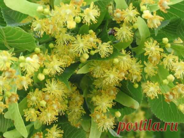 Цветки липы для похудения! Рецепты настоек из липы! | Хитрости Жизни