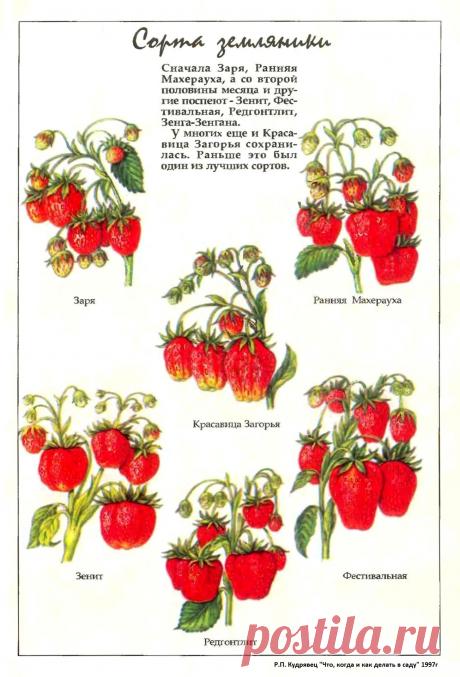 Сорта земляники