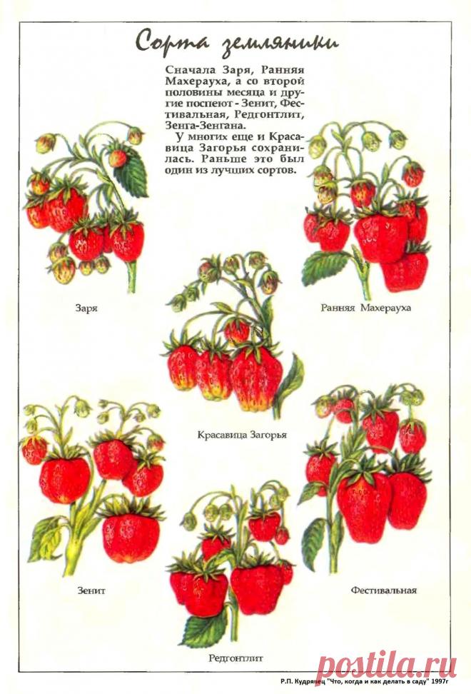 Сорта земляники
