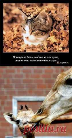 Некоторые факты о кошках