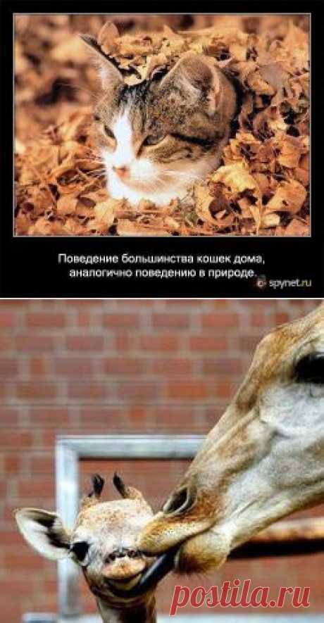 Некоторые факты о кошках