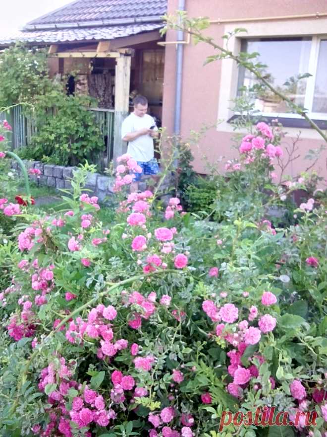 июнь, цветет плетистая роза