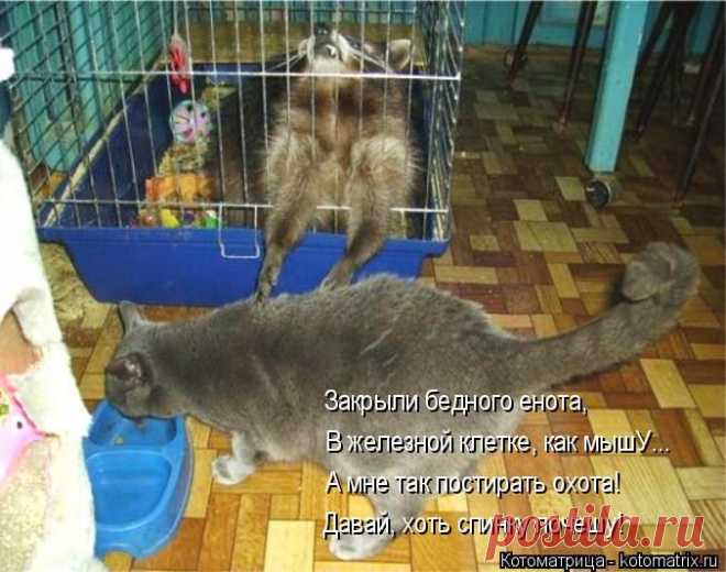 Сегодня рифмованная котоматрица.