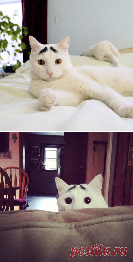 Художества природы: 33 фото котов с необычным окрасом