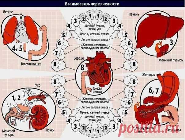 Зубы расскажут о здоровье наших органов.
