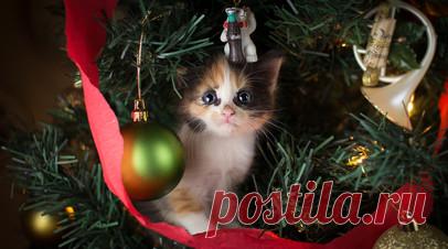 Ветврач Шеляков: новогодние украшения могут быть опасны для кошек. Ветеринарный врач высшей категории Михаил Шеляков предупредил, что новогодние украшения могут стать смертельной угрозой для кошек. Читать далее