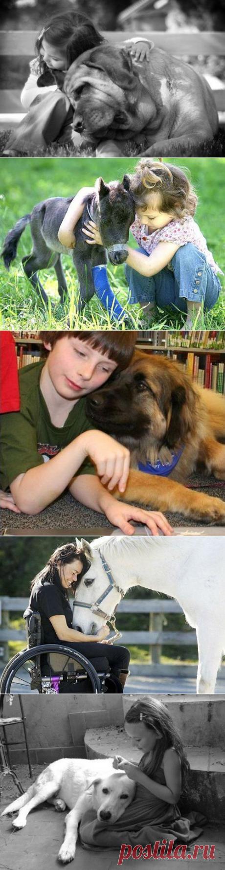 (+1) тема - Гуманному отношению к животным посвящается. | Четвероногий юмор