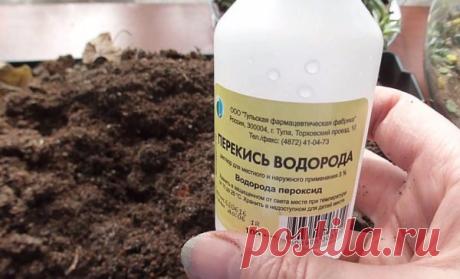 Перекись водорода – супер удобрение! Результат виден уже через 2 часа Каждый дачник мечтает вырастить крепкую здоровую рассаду, и чтобы она дала хороший урожай.

Перекись водорода традиционно используется в официальной медицине благодаря своему обеззараживающему действию. Но ей можно найти другое полезное применение.



Оказывается, ею можно обрабатывать и расте