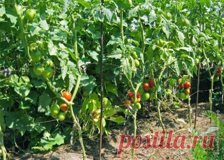 ТЕБЕ НАДО, ТЫ И КОПАЙ Тебе надо, ты и копай или Сезон великих открытий


 
 
«Сама копай, это не земля, а бетон, — её убрать с участка, да привезти новую!» — Как часто, дорогие женщины, мы слышим это от нашей сильной мужск…