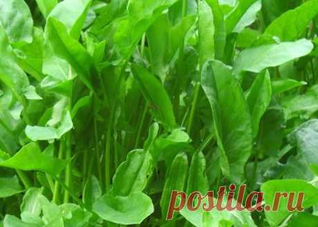 Щавель на зиму: самые простые заготовки