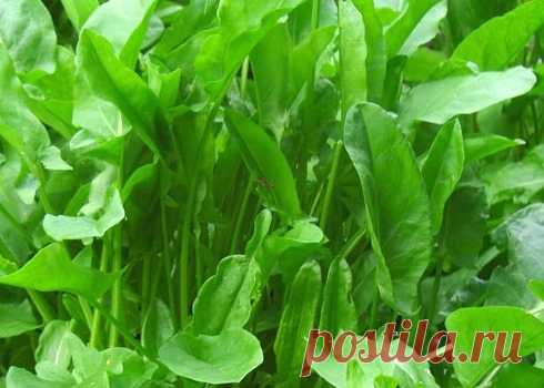 Щавель на зиму: самые простые заготовки