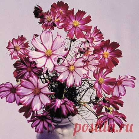 Hediyelikler Shop Cosmos Bipinnatus 'candystripe' Çiçek Fiyatı