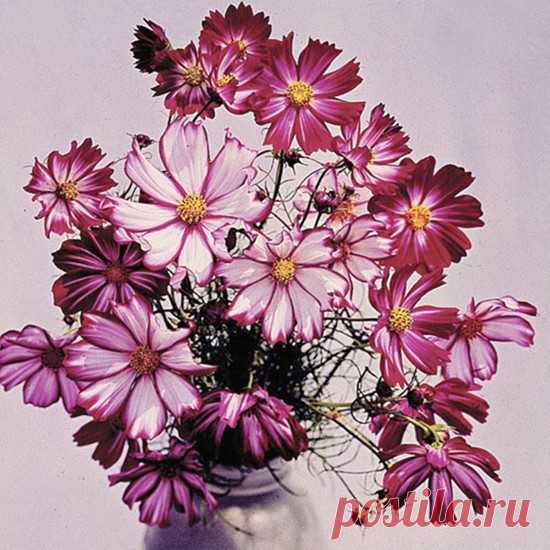 Hediyelikler Shop Cosmos Bipinnatus 'candystripe' Çiçek Fiyatı