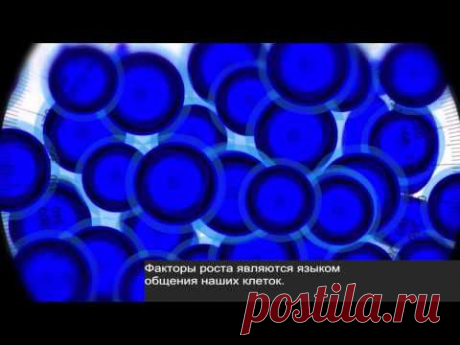 СТВОЛОВЫЕ КЛЕТКИ СУБТИТРЫ - YouTube