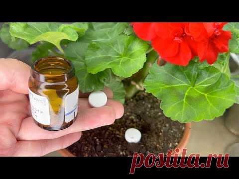 1 Таблетку Срочно Закопайте в Марте Под Каждый Цветок! Попрут На Глазах! Проверенный Рецепт!