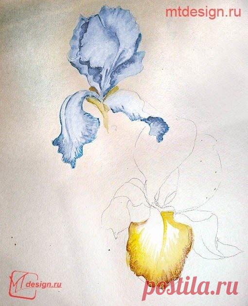 Нежные ирисы