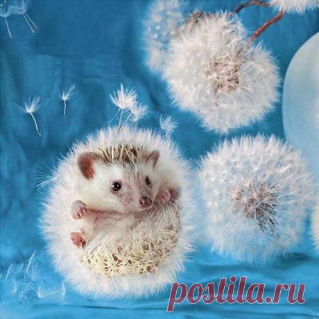 Мой Мир@Mail.Ru