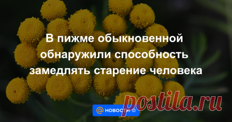 В пижме обыкновенной обнаружили способность замедлять старение человека Ученые БФУ им. И. Канта обнаружили новые полезные свойства пижмы (Tanacetum vulgare L.). Результаты исследования опубликованы в журнале Pharmaceutics.
