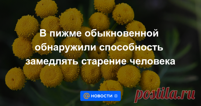 В пижме обыкновенной обнаружили способность замедлять старение человека Ученые БФУ им. И. Канта обнаружили новые полезные свойства пижмы (Tanacetum vulgare L.). Результаты исследования опубликованы в журнале Pharmaceutics.