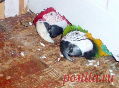 Смешные животные: когда дома скучно. Подборка забавных фото | уДачная жизнь | Яндекс Дзен