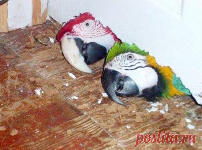 Смешные животные: когда дома скучно. Подборка забавных фото | уДачная жизнь | Яндекс Дзен