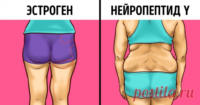 Как обмануть гормоны, из-за которых мы набираем лишний вес 

В наборе лишнего веса, помимо сидячей работы и сладостей, могут быть виноваты еще и гормоны. Если вы уже больше месяца сидите на модной белковой диете (едите только мясо и забыли, как выглядят углев…