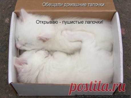 Кот и Пёс