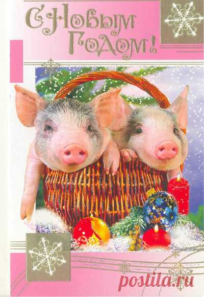 Какие есть смешные, прикольные открытки в Новый год Свиньи 2019? Где найти?