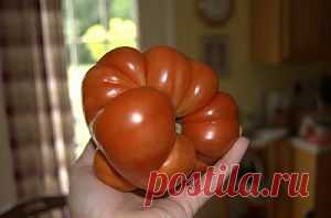 Томаты | Моя любимая дача