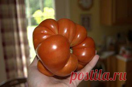 Томаты | Моя любимая дача