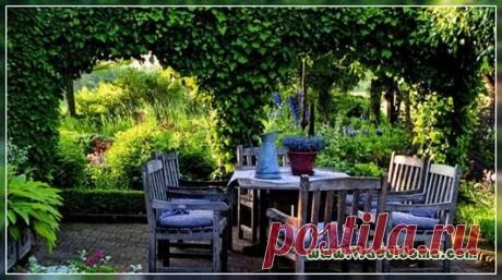 Вьющиеся растения для сада и дачи - фото и названия | Сайт о саде, даче и комнатных растениях.