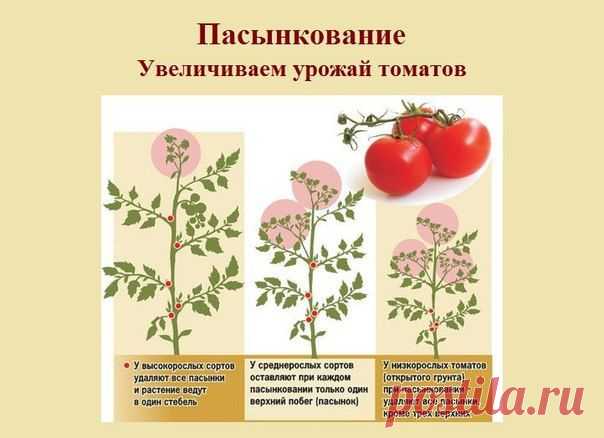 ПАСЫНКОВАНИЕ: Секрет урожайности томатов