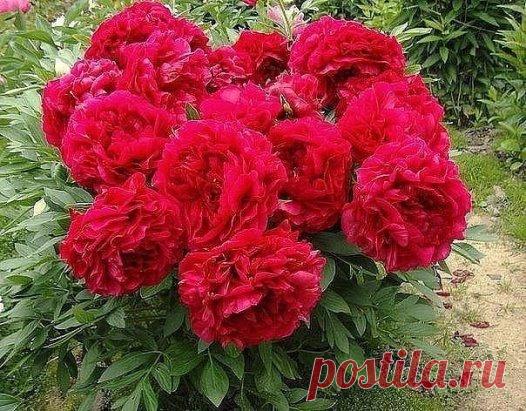 Пионы - календарь ухода
В России пионы – одни из самых любимых цветов. Однажды посаженный куст
будет радовать великолепным цветением долгие-долгие годы. Начинающих
любителей этой культуры да и пионоводов со стажем интересует календарь
ухода за этим многолетником. Вот о нем и поговорим.
Июнь
Первый летний месяц – праздник цветения пионов в саду. Чтобы цветки
получились крупные, удаляют боковые бутоны, сохраняя по одному на каждом
побеге. Для сортов с тяжелыми махровыми цветами и слабыми цветоно