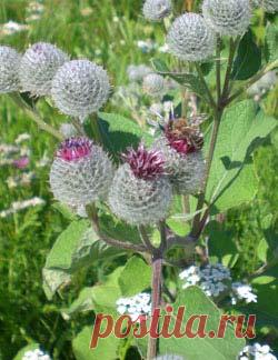 Комнатные растения, уход, энциклопедия растений, домашние цветы, фото, названия