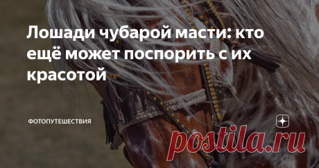 Лошади чубарой масти: кто ещё может поспорить с их красотой Доброго дня, дорогие читатели канала! Сегодня я хочу постараться вас удивить красотой коней чубарой масти. Специально для этого статьи, я перебрал свой архив снимков, которые делал, путешествуя по Горному Алтаю и выбрал лучшие с чубарыми лошадками. Готовы смотреть? Тогда начинаем!
"Принцесса!"
Эта лошадка стала победительницей выставки чубарых лошадей, проходившей в Улаганском районе Горного
