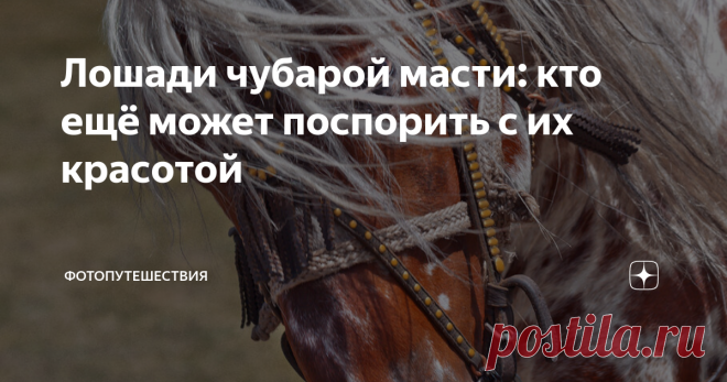 Лошади чубарой масти: кто ещё может поспорить с их красотой Доброго дня, дорогие читатели канала! Сегодня я хочу постараться вас удивить красотой коней чубарой масти. Специально для этого статьи, я перебрал свой архив снимков, которые делал, путешествуя по Горному Алтаю и выбрал лучшие с чубарыми лошадками. Готовы смотреть? Тогда начинаем!
