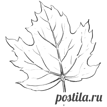 Как нарисовать кленовый лист карандашом | web-paint.ru
