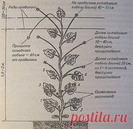 (51) Одноклассники